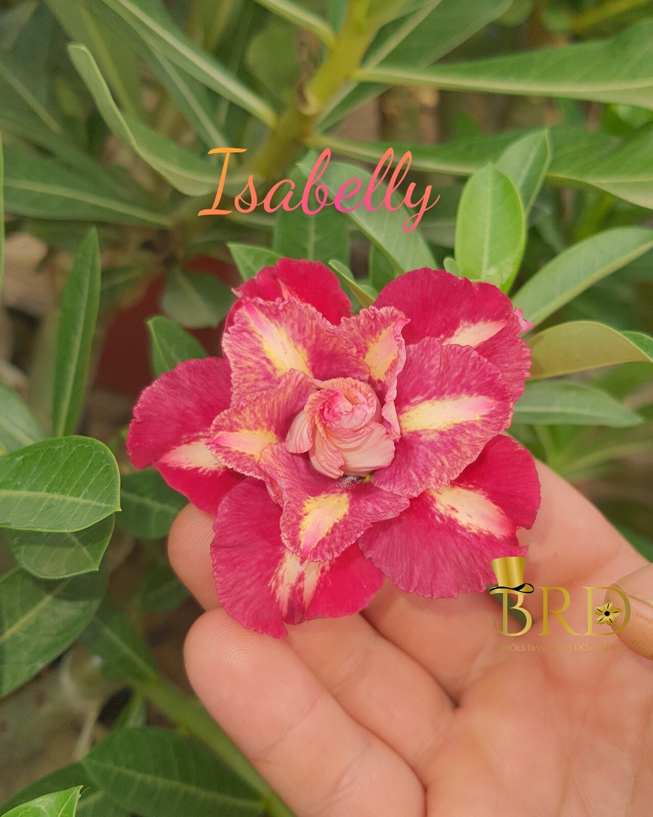 50 semillas de rosa del desierto Rápida germinación + Regalo