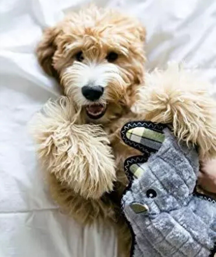 Zippy Paws Z-Stitch Grunterz Durable Dog Toy – Ronny the Rhino