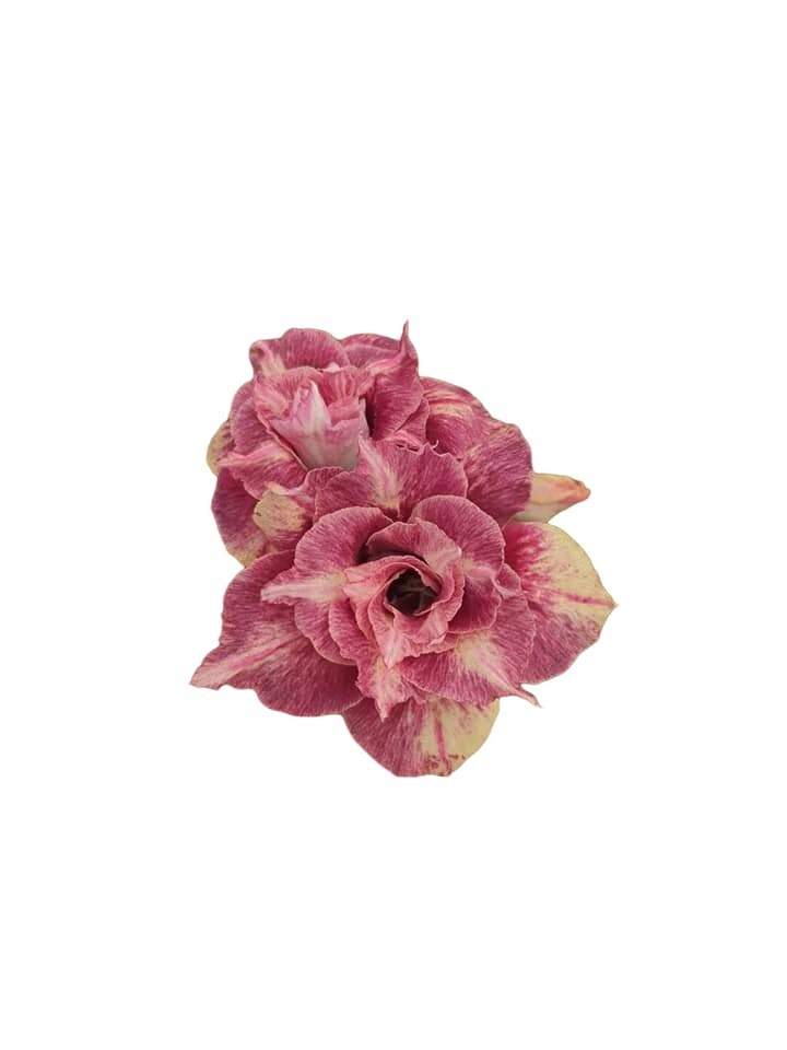 50 semillas de rosa del desierto Rápida germinación + Regalo