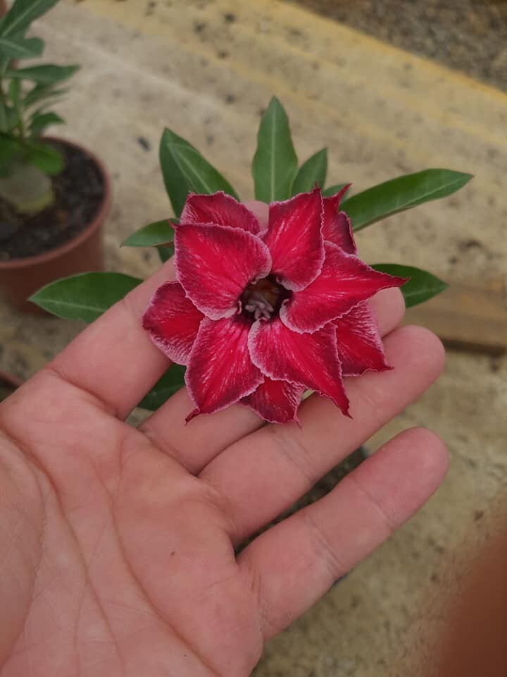 50 semillas de rosa del desierto Rápida germinación + Regalo