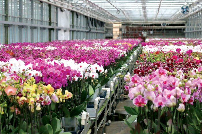 World of Phalaenopsis (Orchid Farm)