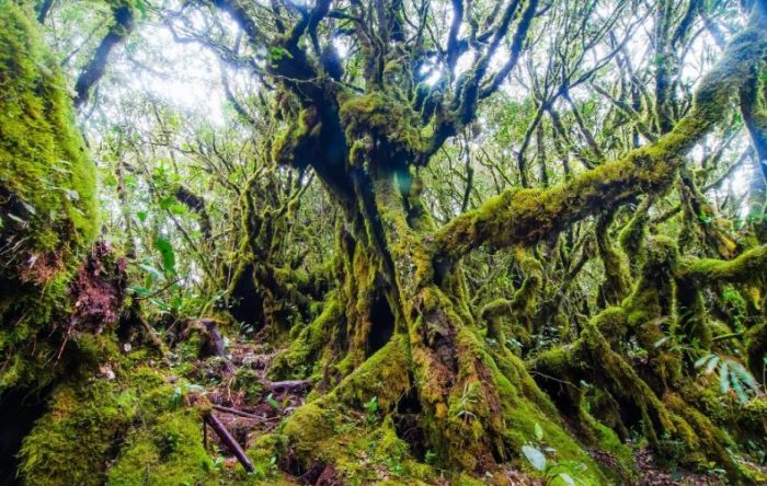 Mossy Forest