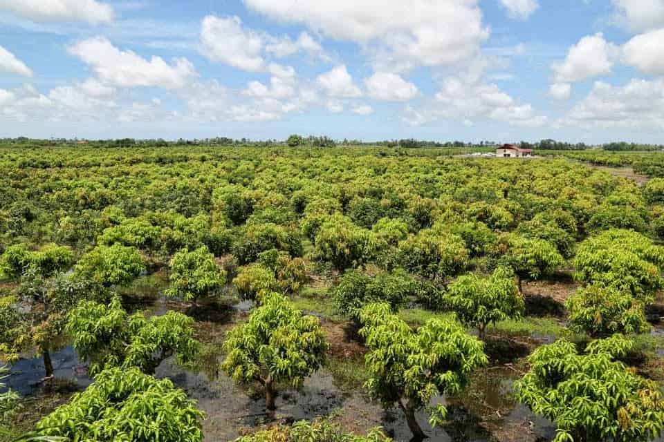 Ladang Mangga Sungai Limau