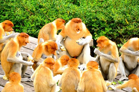 Labuk Bay Proboscis Monkey Santuary