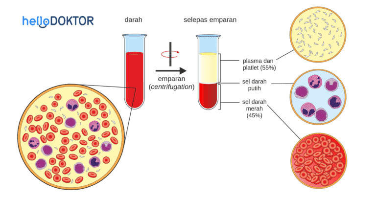 komponen darah -hello doktor